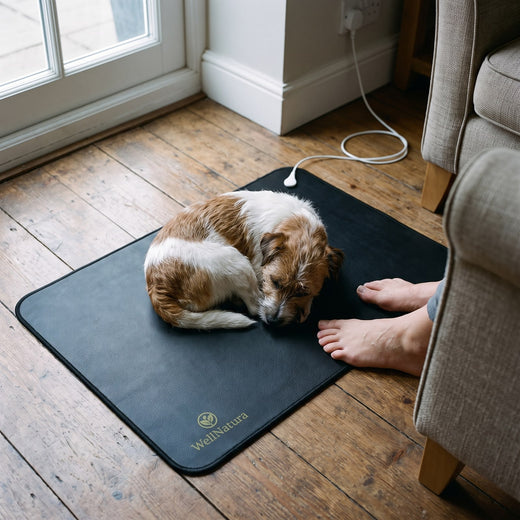 Dog on mat